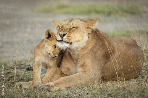 Mother and baby lion cub in Ngorongoro in Tanzania