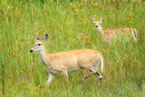 Mom and fawn walking in the grass.
