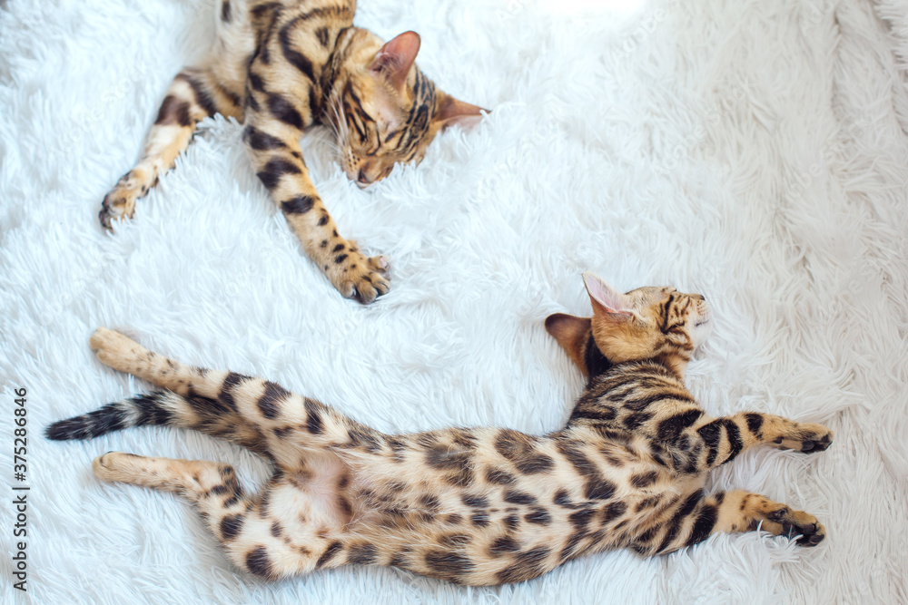 Two Bengal cats laying on the white background.