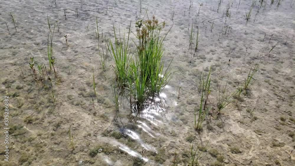 Detail of new growth in Hole-in-the-Donut restoration project in Everglades National Park, Florida 4K. Detail of new growth in Hole-in-the-Donut restoration project in Everglades National Park, Florida 4K.