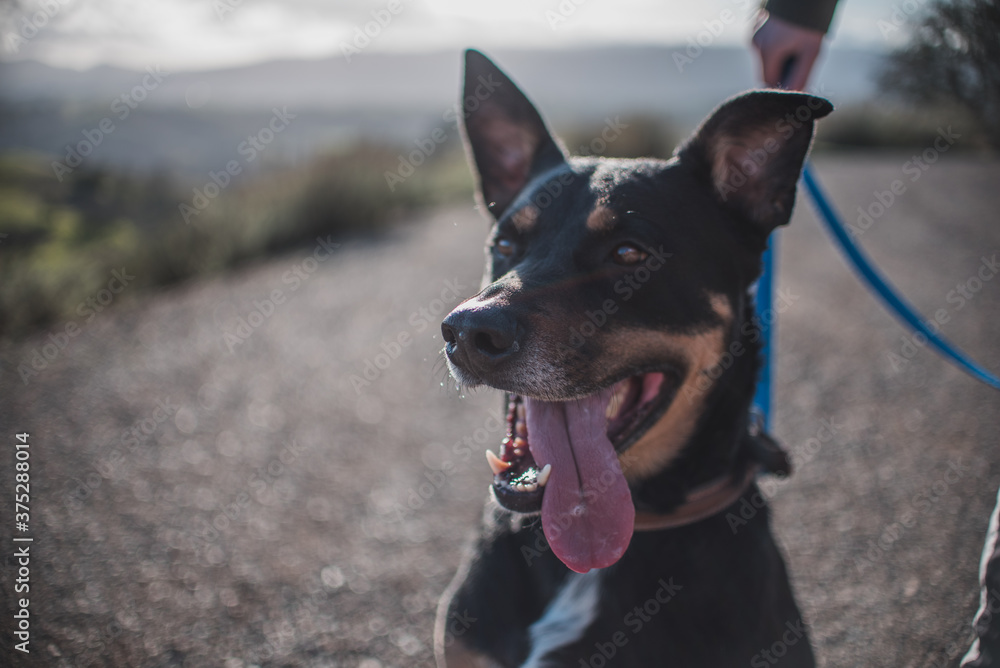 German Shepard looking off camera German Shepard looking off camera