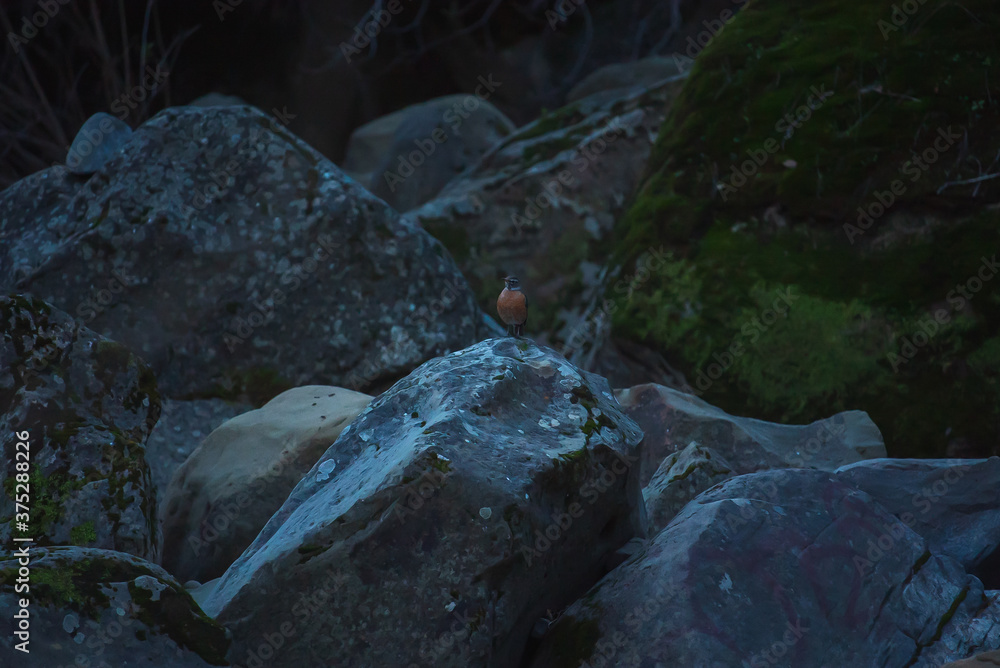 Fototapeta premium Robin on a rock