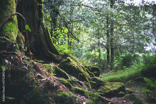 大木　大樹　森林　神秘的　ヒーリング　木々　木漏れ日　林　森　檜　杉 © 大地 藤本