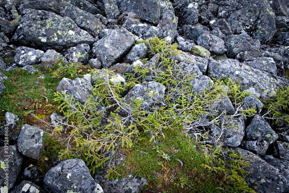 dwarf shrub on the rocks in the mountains