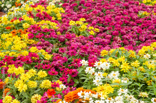 colorful daisy in the garden © naiyanab