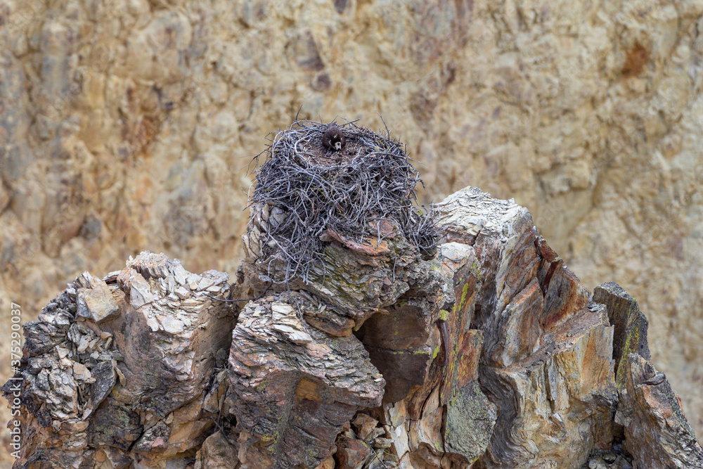 Osprey Nest in the Grand Canyon of Yellowstone Osprey Nest in the Grand Canyon of Yellowstone