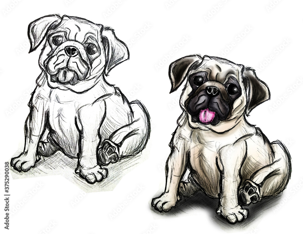Pug Dog Sketch and Color