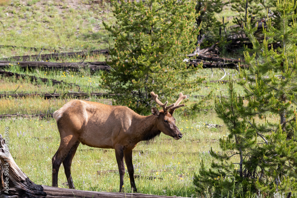 Young Bull Elk still in Velvet at Yellowstone National park