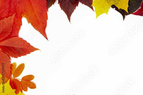 Frame from many autumn colorful leaves  texture background