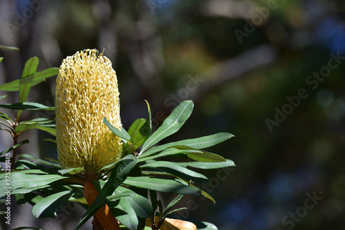 Yellow banksia flower