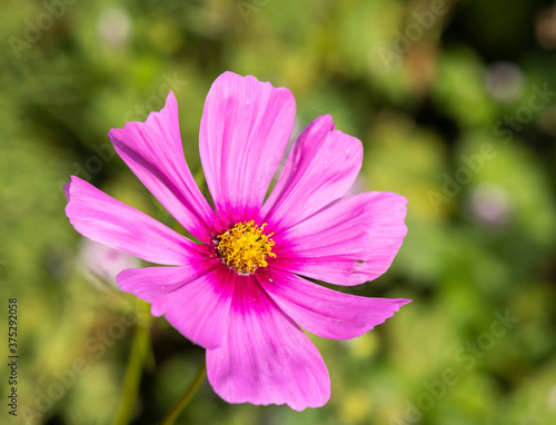 Beautiful Autumn Flowers in a Park