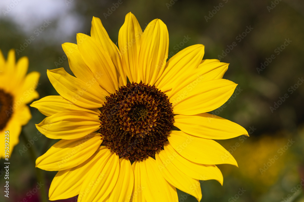 Beautiful Autumn Flowers in a Park Beautiful Autumn Flowers in a Park