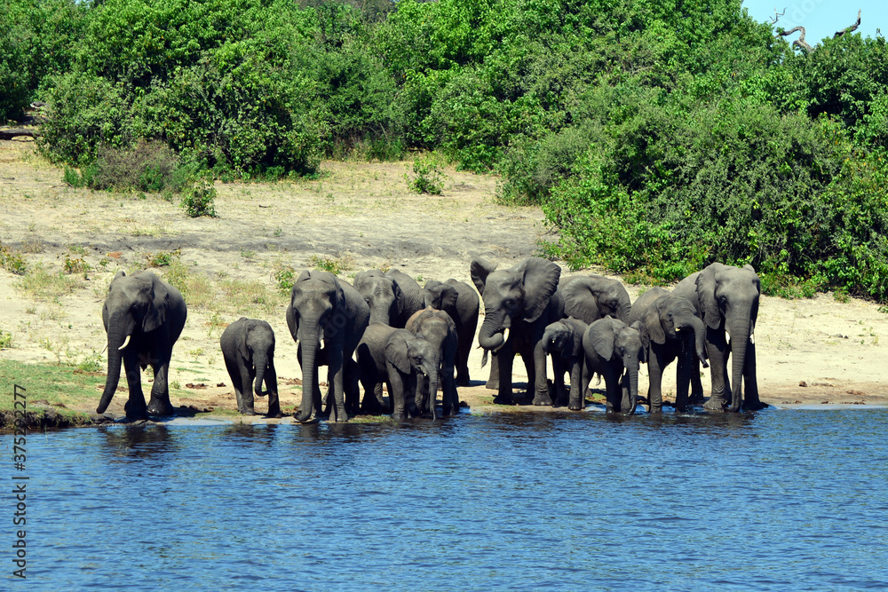 Obraz premium Elephants are cgrossing the Chobe River in Botswana (Nature Park)
