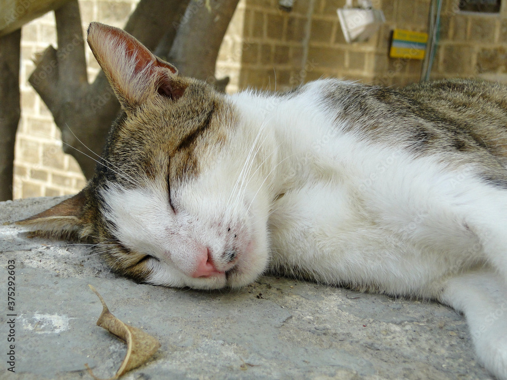 A cat sleeping in outdoor. Macro of wildlife in outdoor.