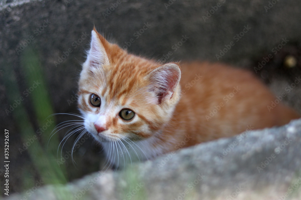 Obraz premium 側溝の小猫