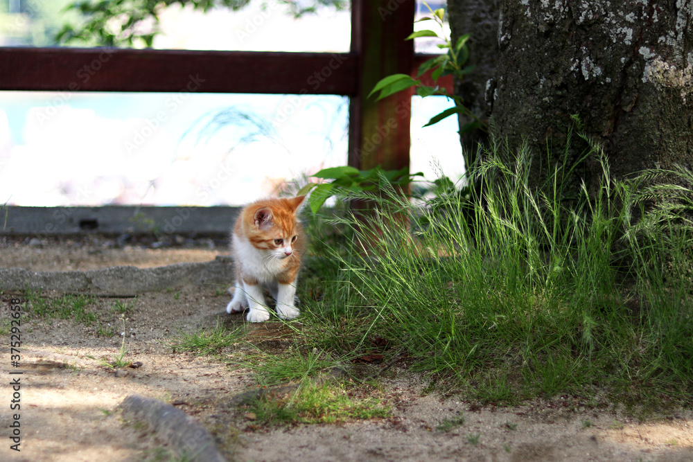 草むらを見る子猫 草むらを見る子猫