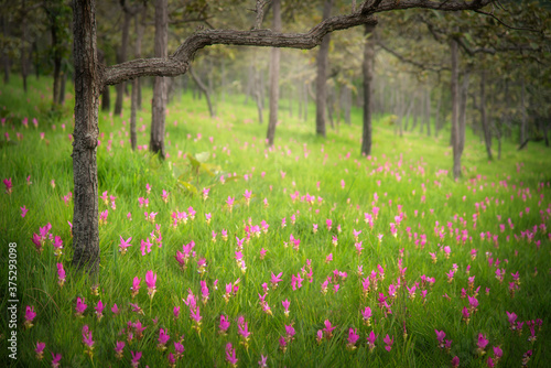 Wallpaper Mural Siam tulip field (Dok Krachiew flower field) at Sai Thong National Park at Chaiyaphum in Thailand. Torontodigital.ca
