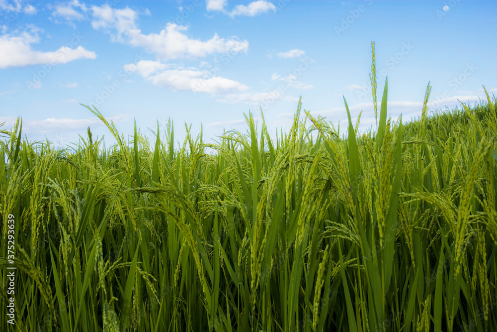 Green rice in field.