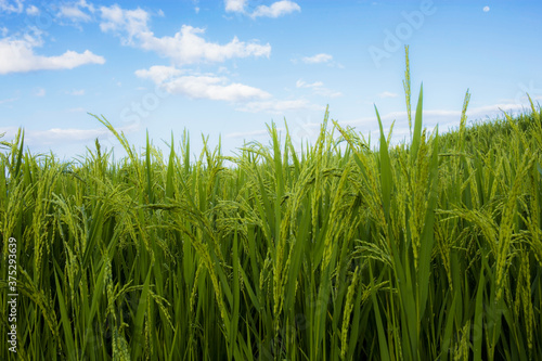 Fototapeta Naklejka Na Ścianę i Meble -  Green rice in field.