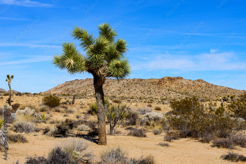 Landscape of Joshua Tree National Park, California, USA.