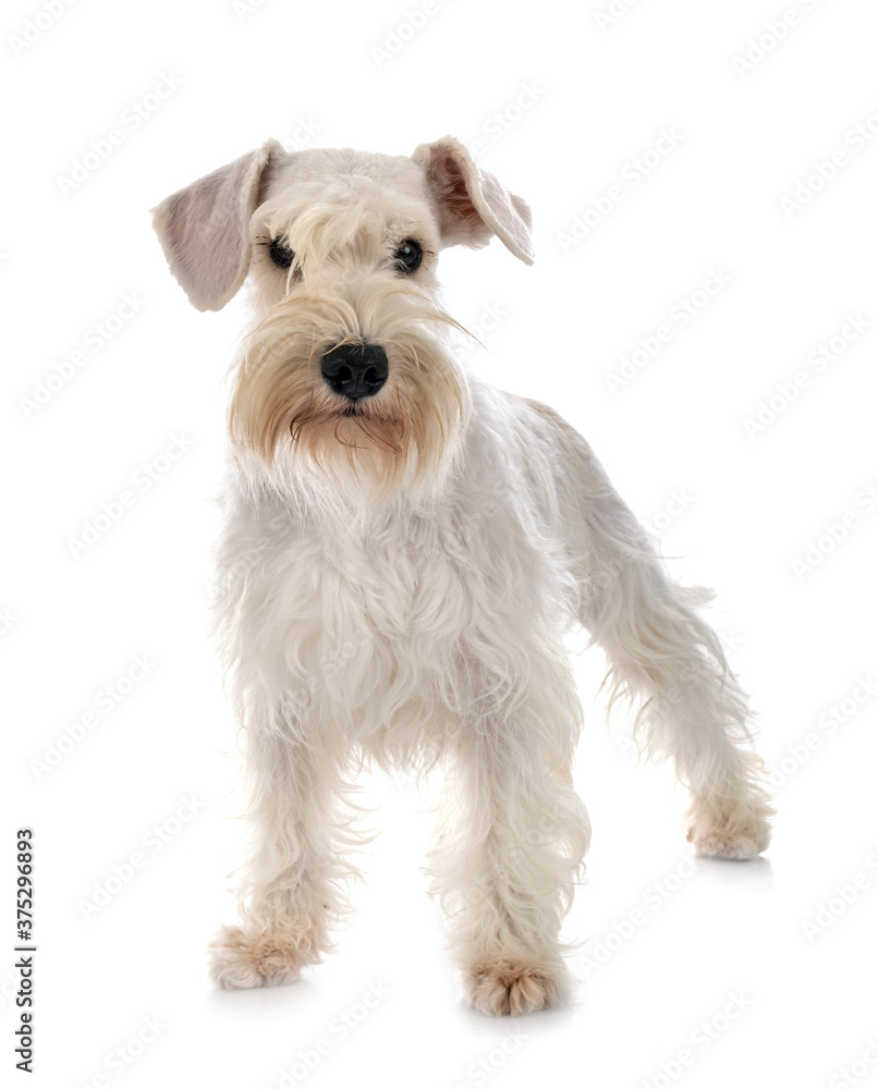 miniature schnauzer in studio