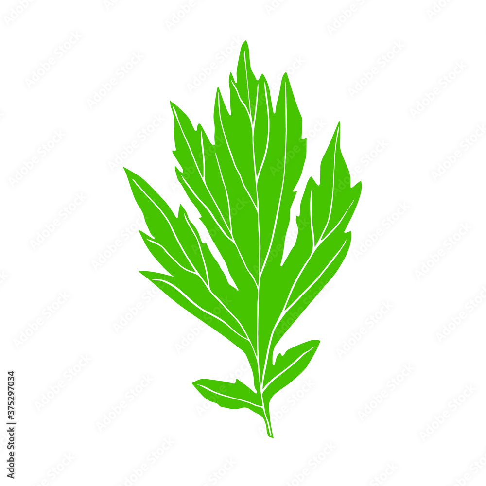 Obraz premium Sketch of a leaf of a plant. Vector isolated element for design. 