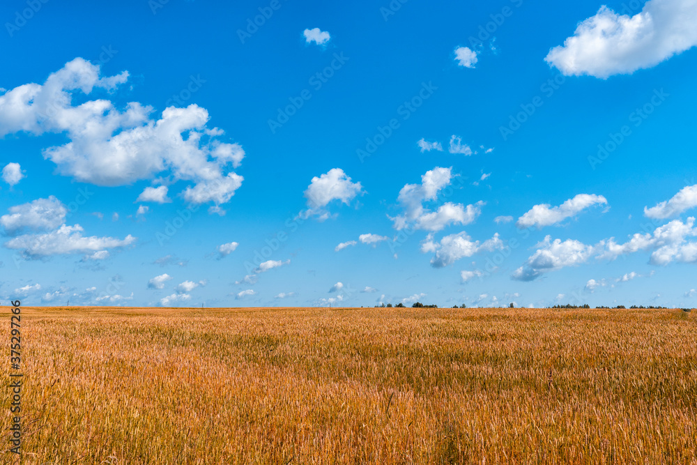 the field of barley is yellow. beautiful sky with clouds