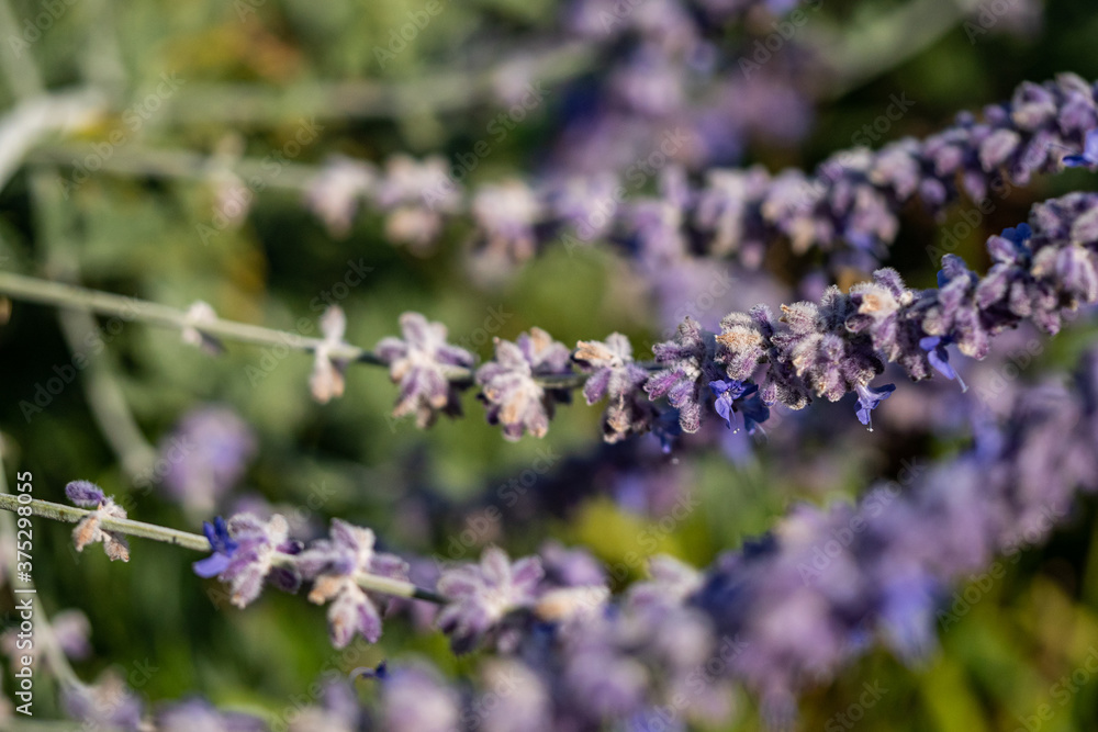 laid down branches filled with beautiful purple lavender flowers blooming under the sun in the field laid down branches filled with beautiful purple lavender flowers blooming under the sun in the field