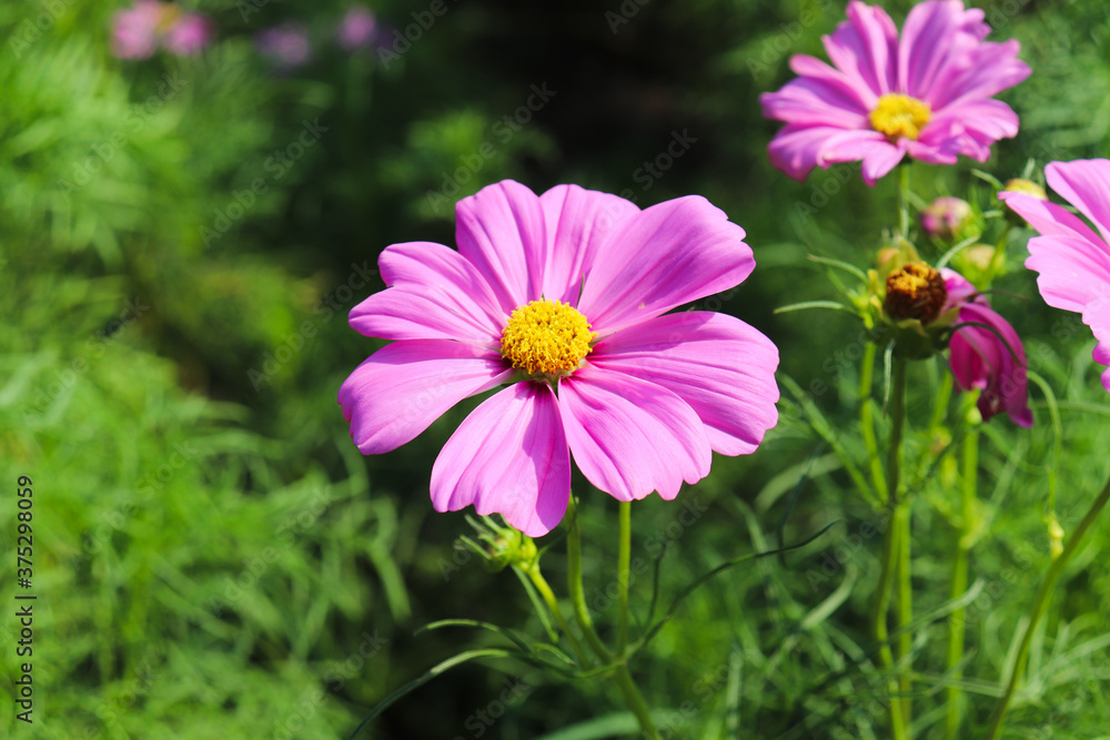 Obraz premium ピンクのコスモス 綺麗