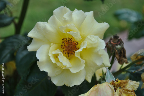 Selective focus shot of a Rose Dukat photo