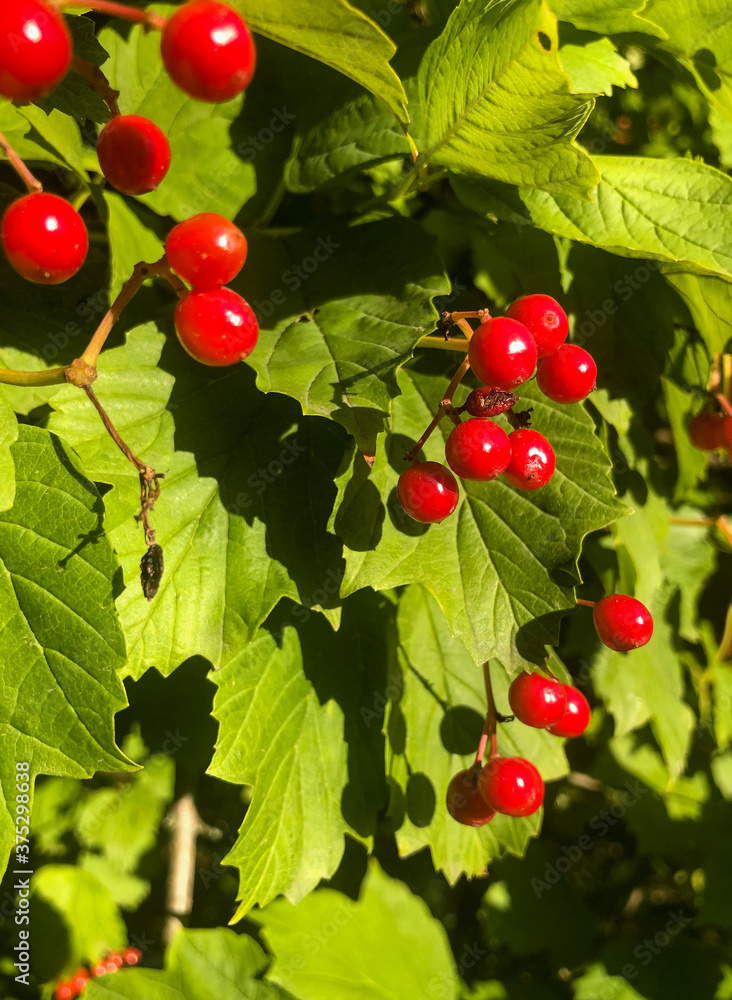 red currant berries red currant berries