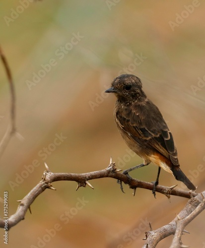 sparrow on a branch