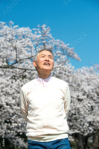桜とシニア男性
