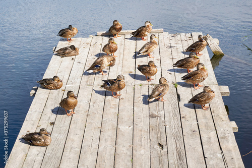 Ducks on wooden platform at river