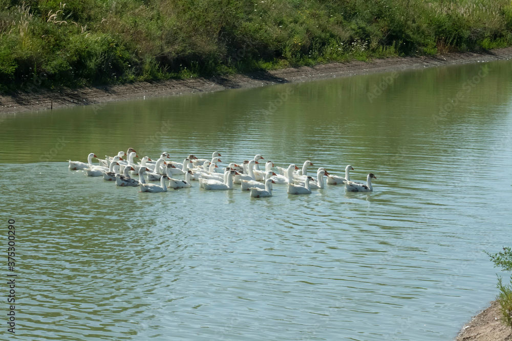 White geese swim in the river White geese swim in the river
