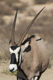 Gemsbok (Oryx gazella) profile closeup with magnificent horns in the Kalahari desert in South Africa with bokeh background