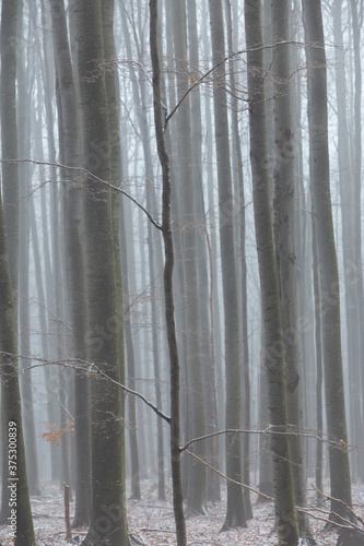 Tree silhouettes in the forest, on a eerie misty day