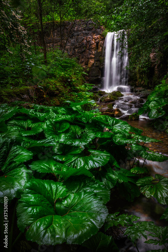 Triglav  Slovenia - Huge green leaves and a beautiful hidden waterfall in the forest of Triglav National Park
