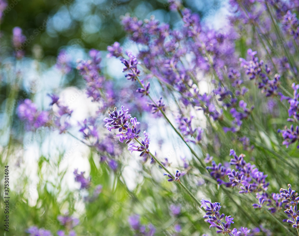 Natural purple lavender flowers Natural purple lavender flowers
