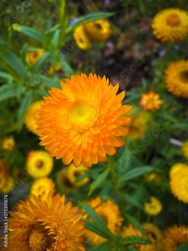 orange garden flower on a green background