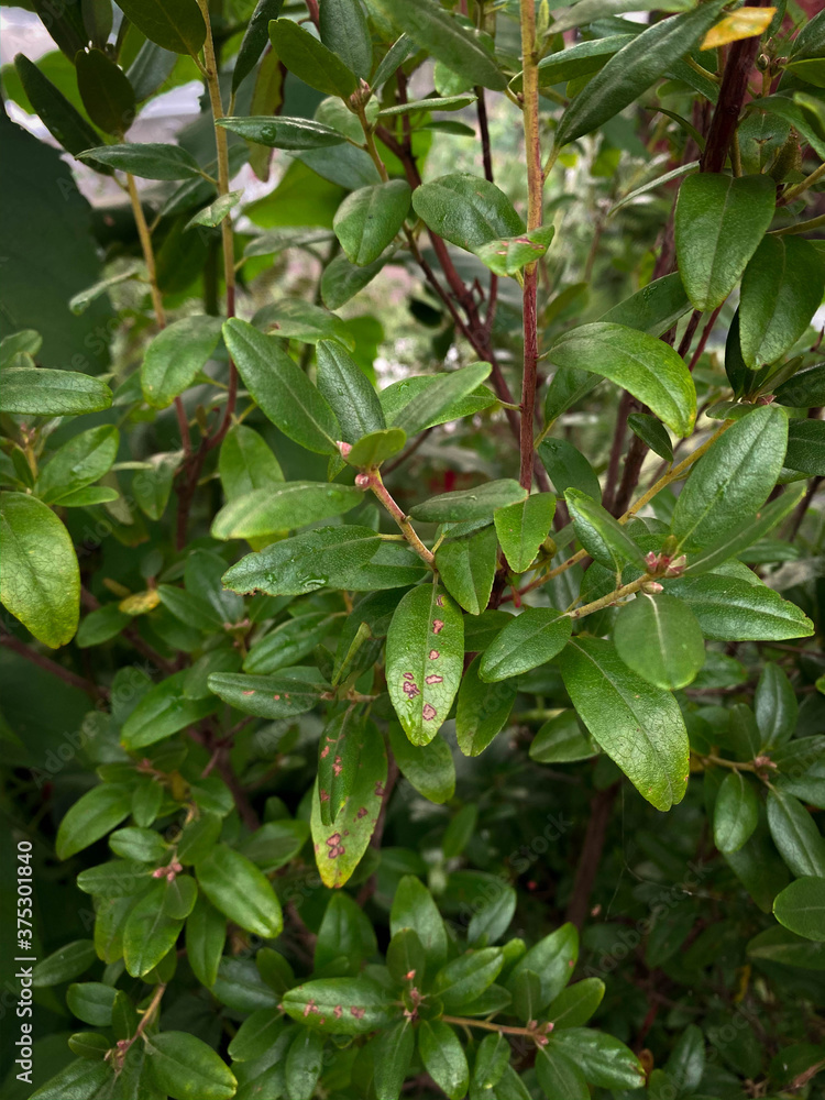 background photo of a green garden bush background photo of a green garden bush