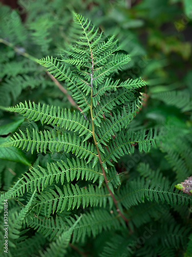 background photo of a fern