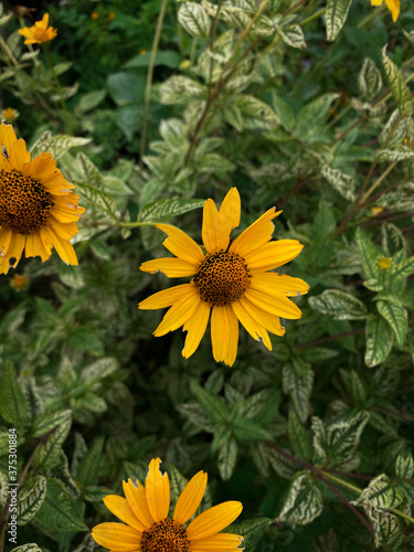 background photo og yellow flowers
