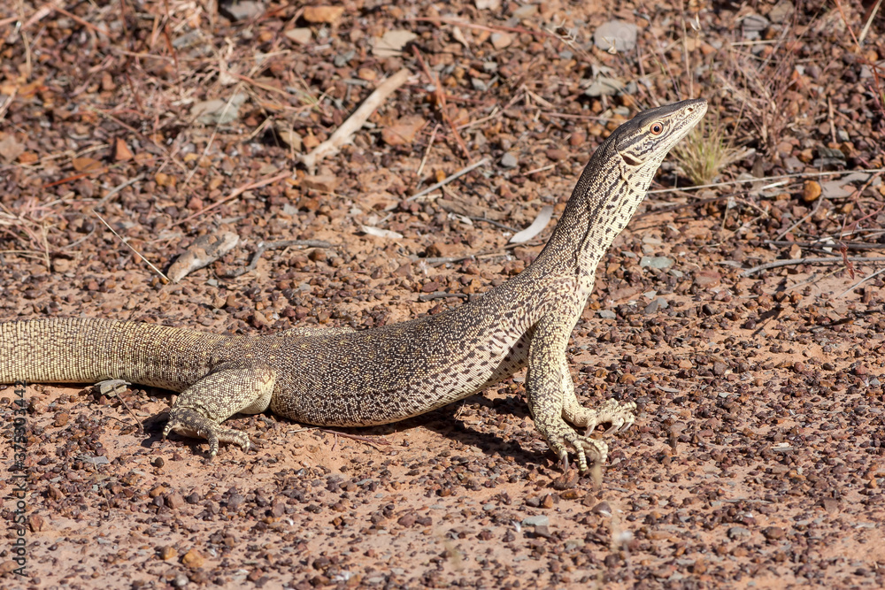 Gould's Monitor with held head high Gould's Monitor with held head high