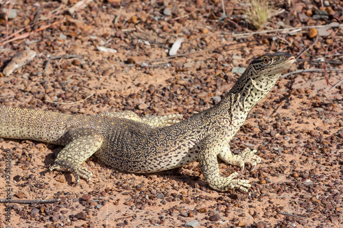 Gould's Monitor with held head high
