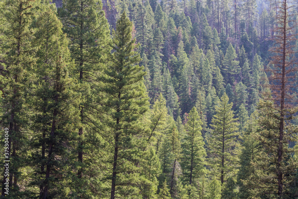 Fototapeta premium pine trees in the forest