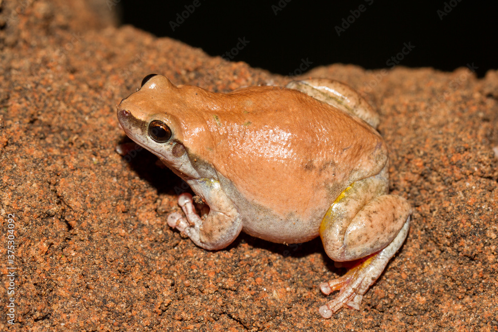 Obraz premium Desert Tree frog resting on red earth