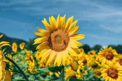 Close up of bright yellow bloomng sunflowers field in sunny summer day. Agricultural concept