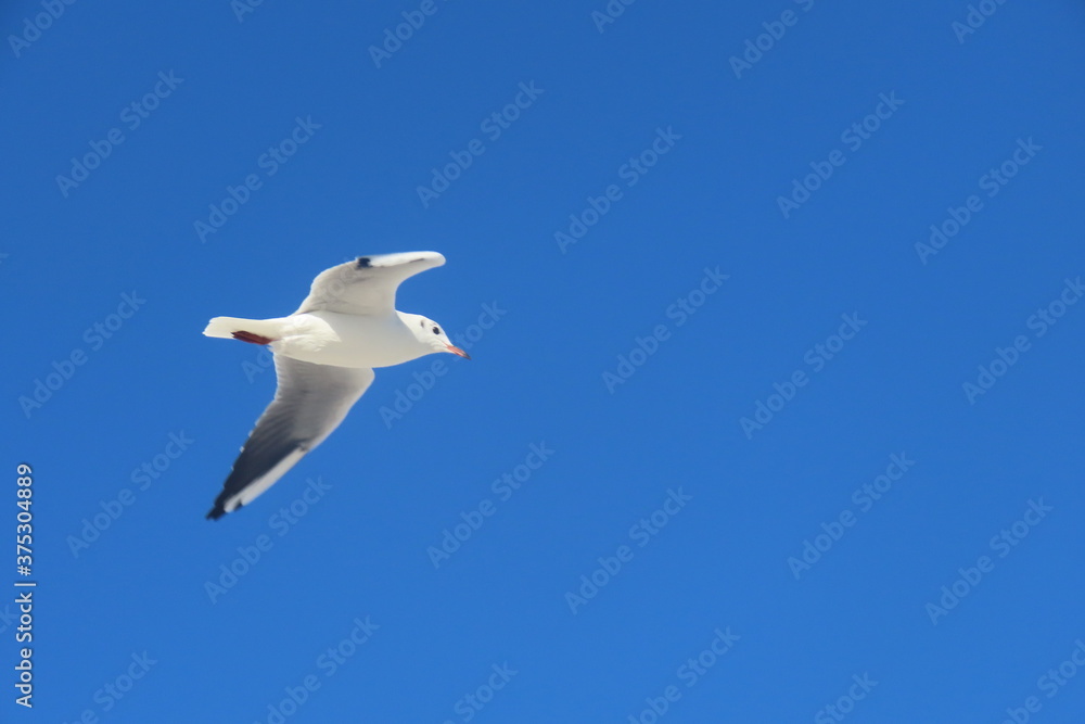 Obraz premium Black-headed seagull in-flight