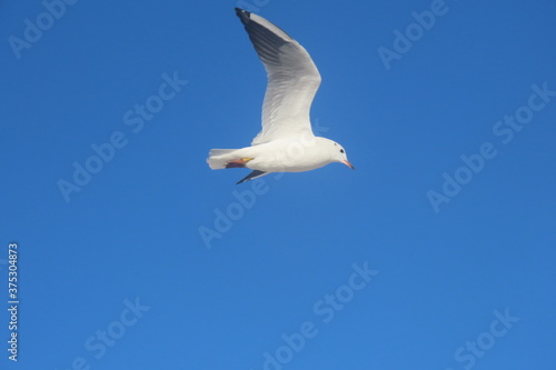 Black-headed seagull in flight